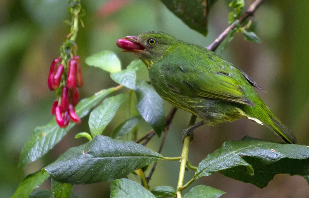花脸食果伞鸟（Pipreola pulchra）