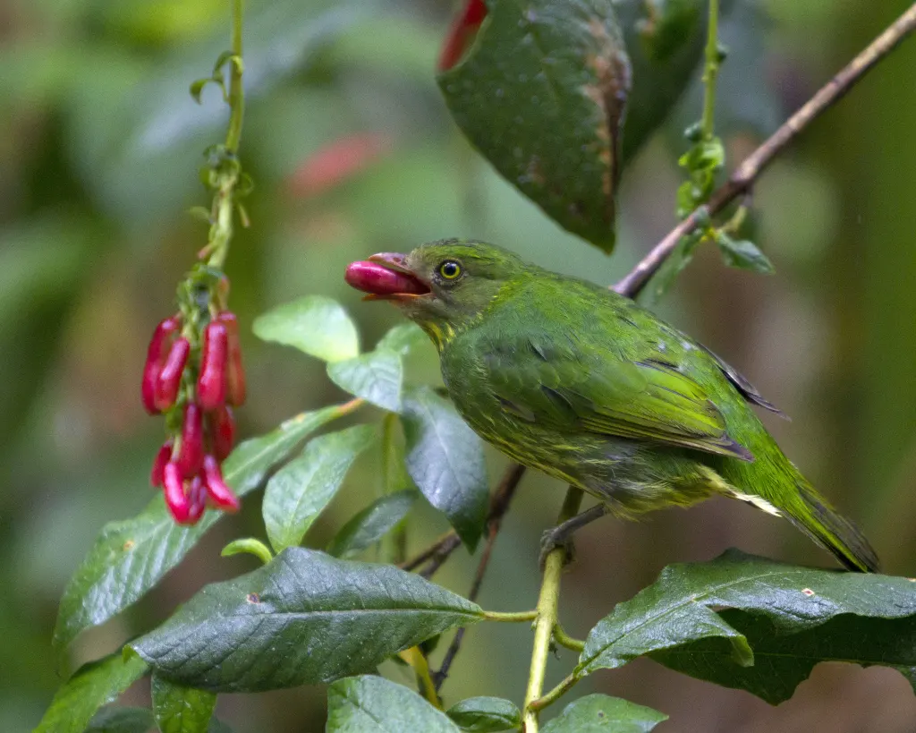 花脸食果伞鸟（Pipreola pulchra）