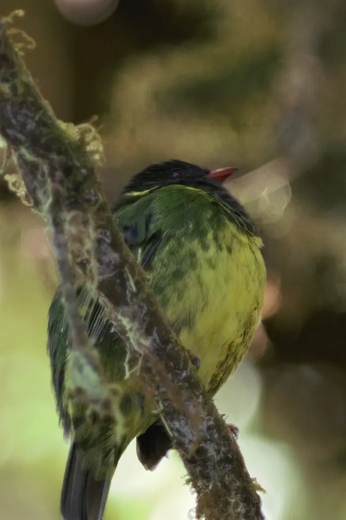 绿黑食果伞鸟（Pipreola riefferii）