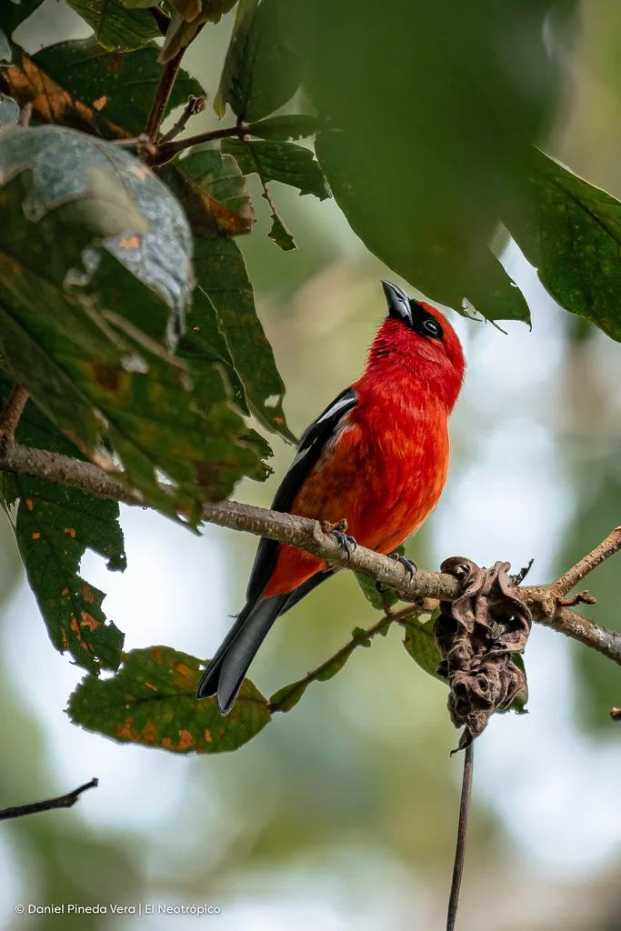 白翅丽唐纳雀(Piranga leucoptera)