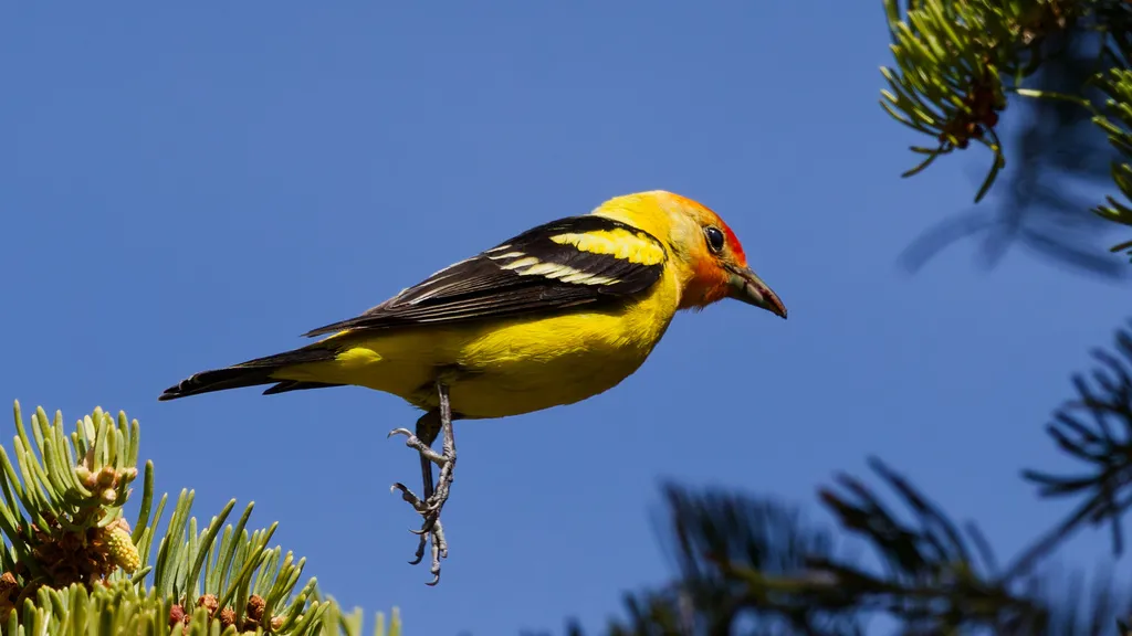 黄腹丽唐纳雀（Piranga ludoviciana）