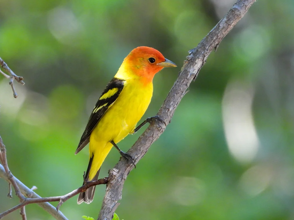 黄腹丽唐纳雀（Piranga ludoviciana）