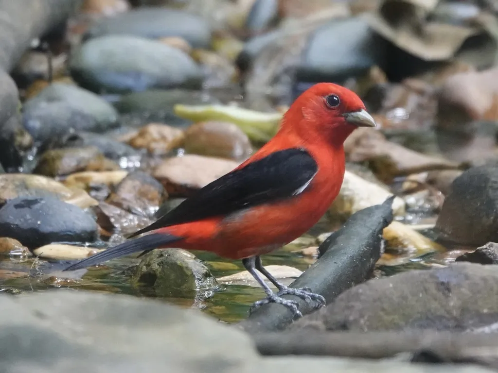 猩红丽唐纳雀(Piranga olivacea)