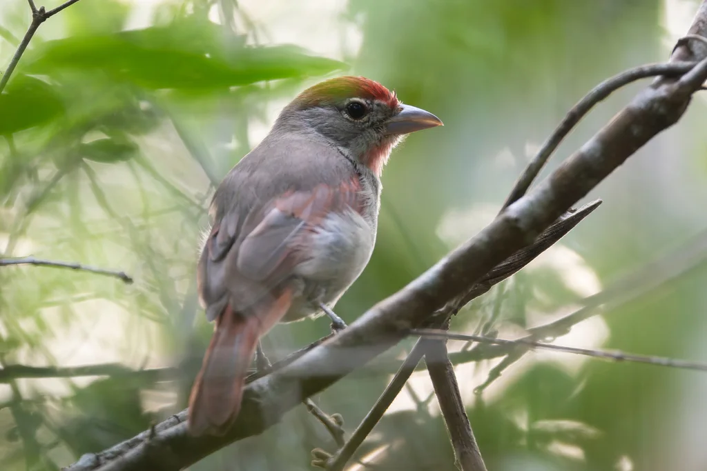 玫喉丽唐纳雀(Piranga roseogularis)