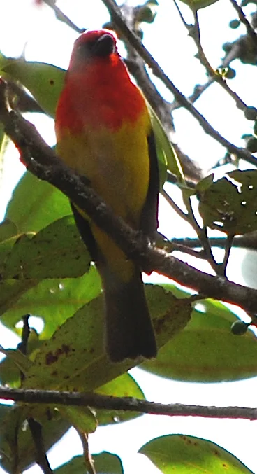 红冠丽唐纳雀(Piranga rubriceps)