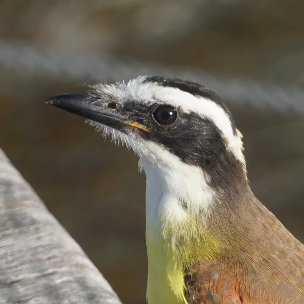 大食蝇霸鹟(Pitangus sulphuratus)
