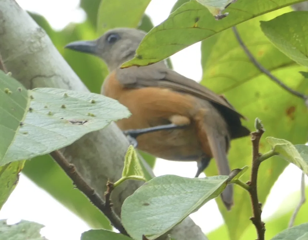 褐头林鵙鹟(Pitohui cerviniventris)