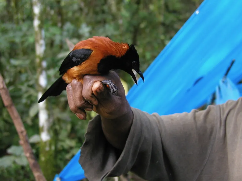 黑头林鵙鹟(Pitohui dichrous)