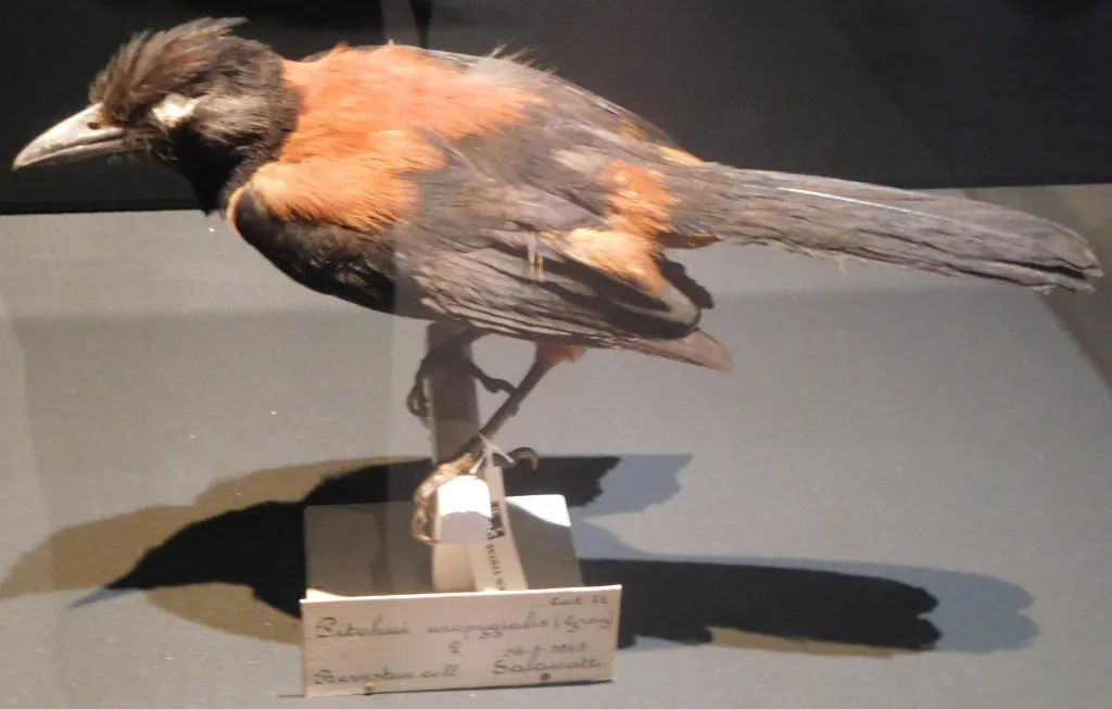 杂色林鵙鹟(Pitohui kirhocephalus)