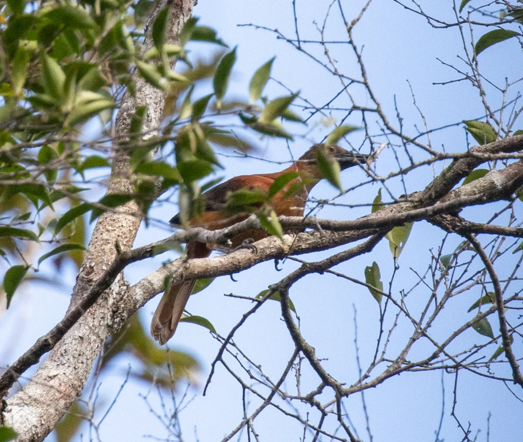 棕背林鵙鹟(Pitohui uropygialis)