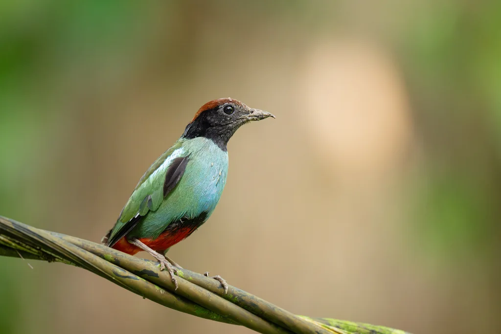 尼科巴绿胸八色鸫(Pitta abbotti)
