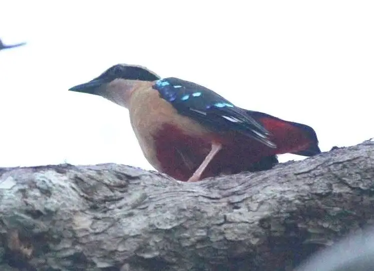 非洲八色鸫(Pitta angolensis)