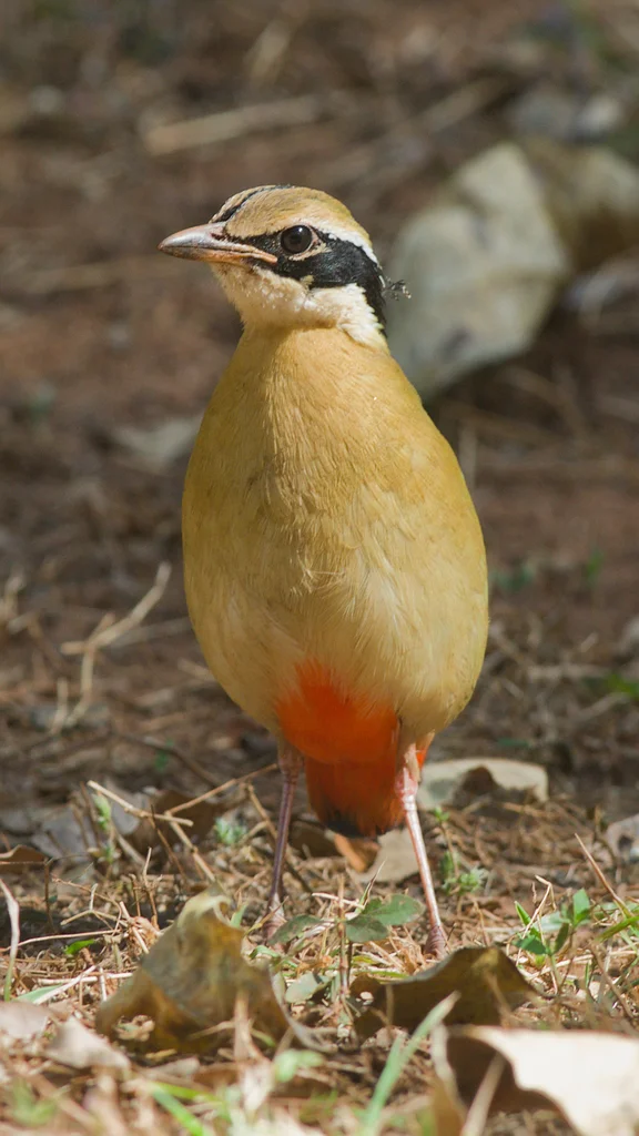 印度八色鸫(Pitta brachyura)