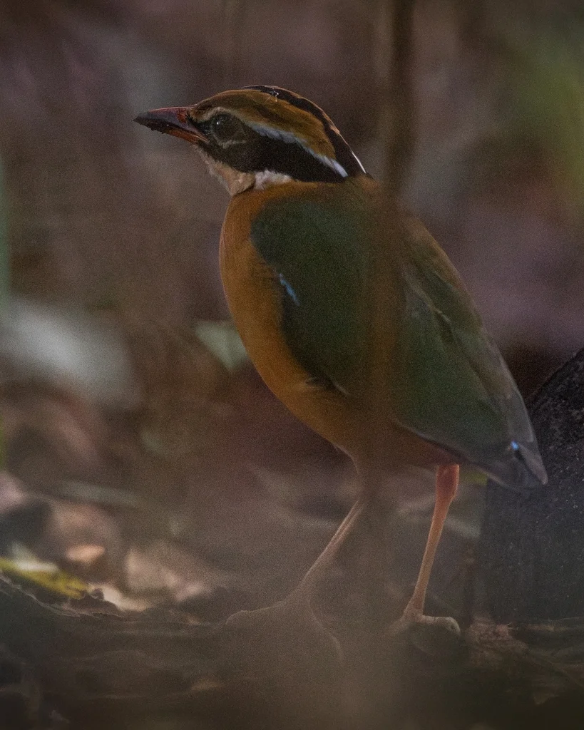 印度八色鸫(Pitta brachyura)