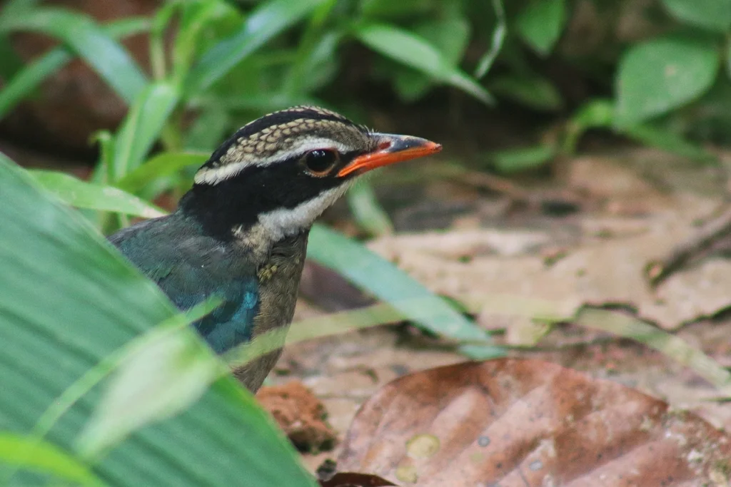 印度八色鸫(Pitta brachyura)