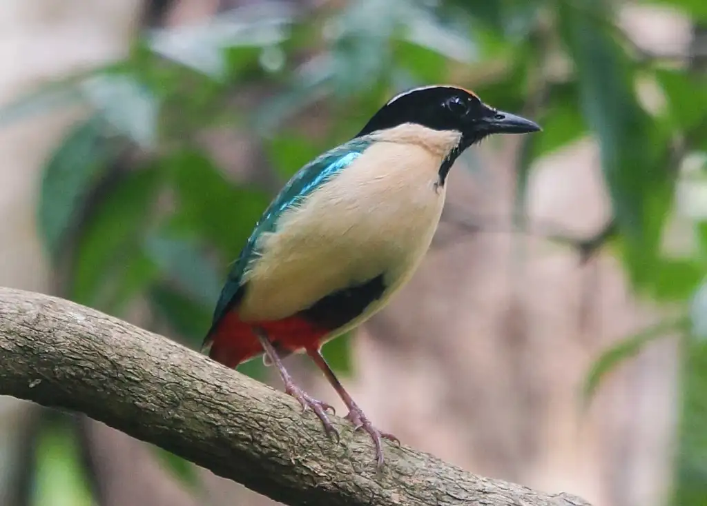 华丽八色鸫(Pitta elegans)