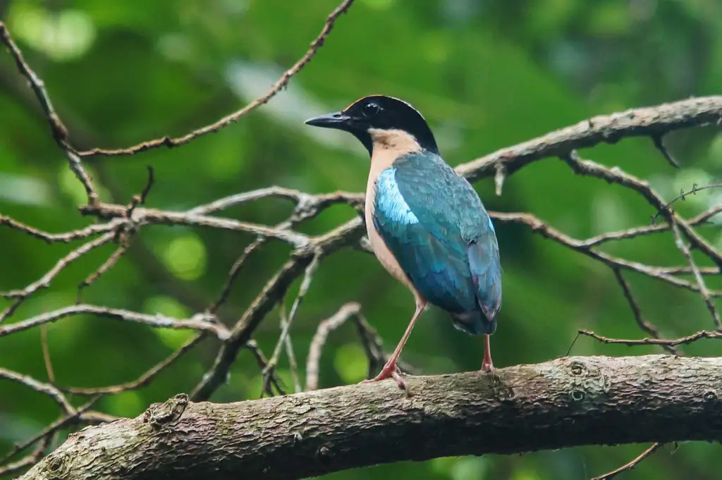 华丽八色鸫(Pitta elegans)
