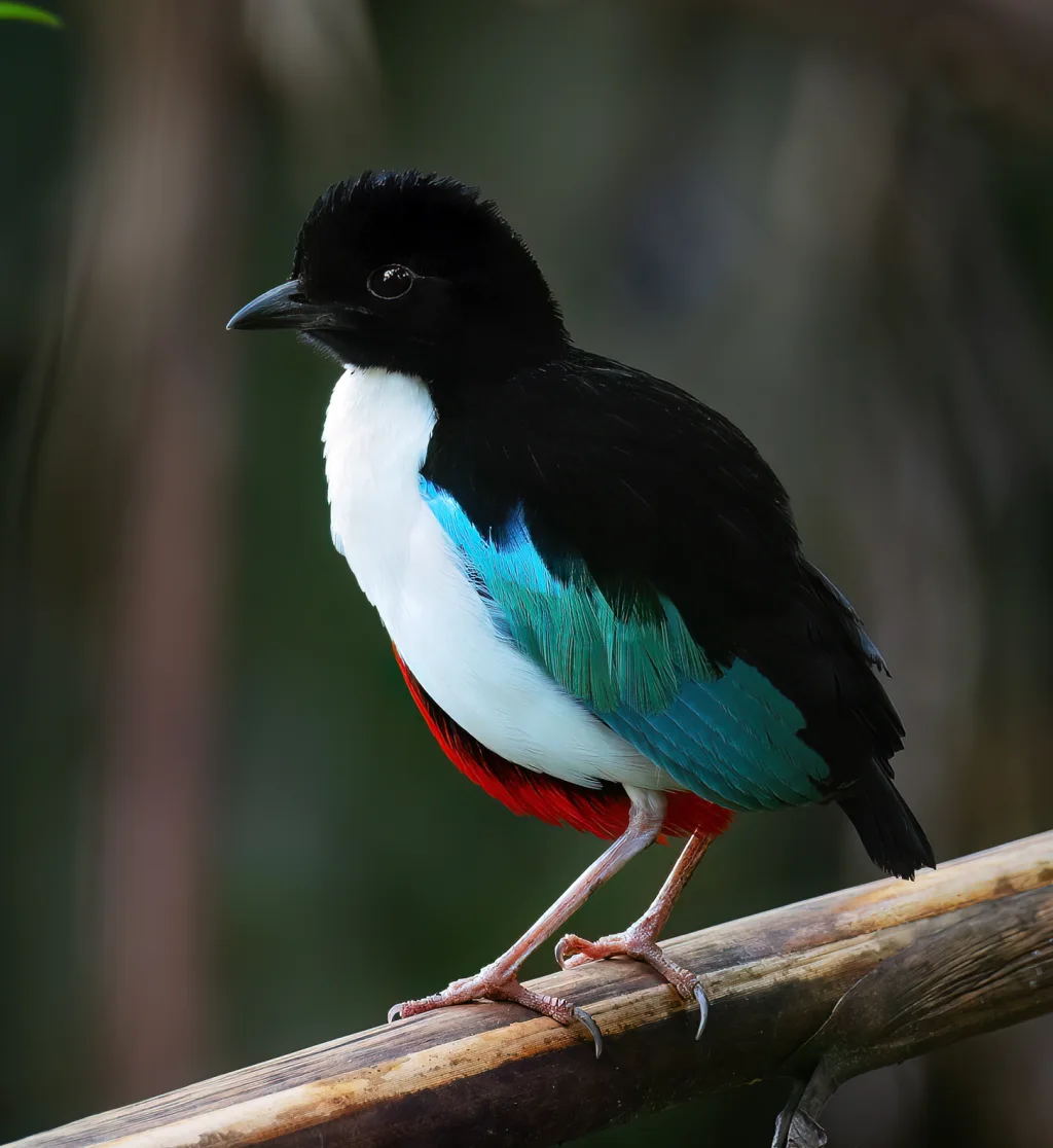 白胸八色鸫(Pitta maxima)