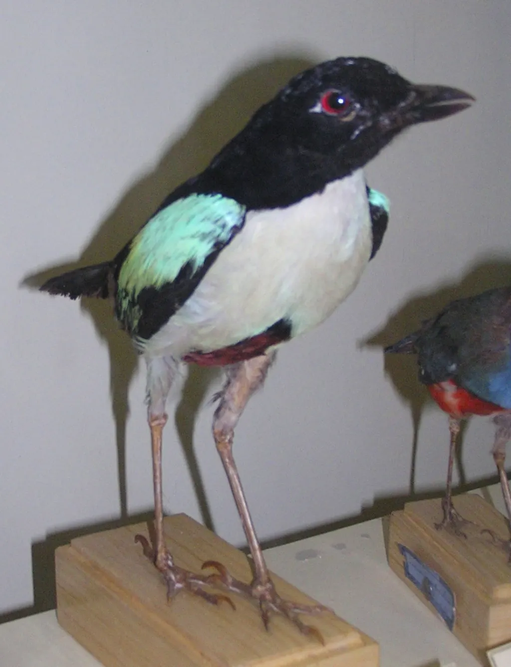 白胸八色鸫(Pitta maxima)
