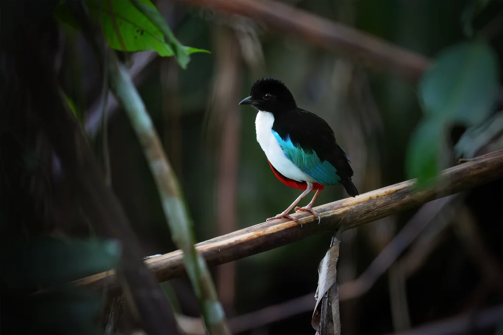 白胸八色鸫(Pitta maxima)