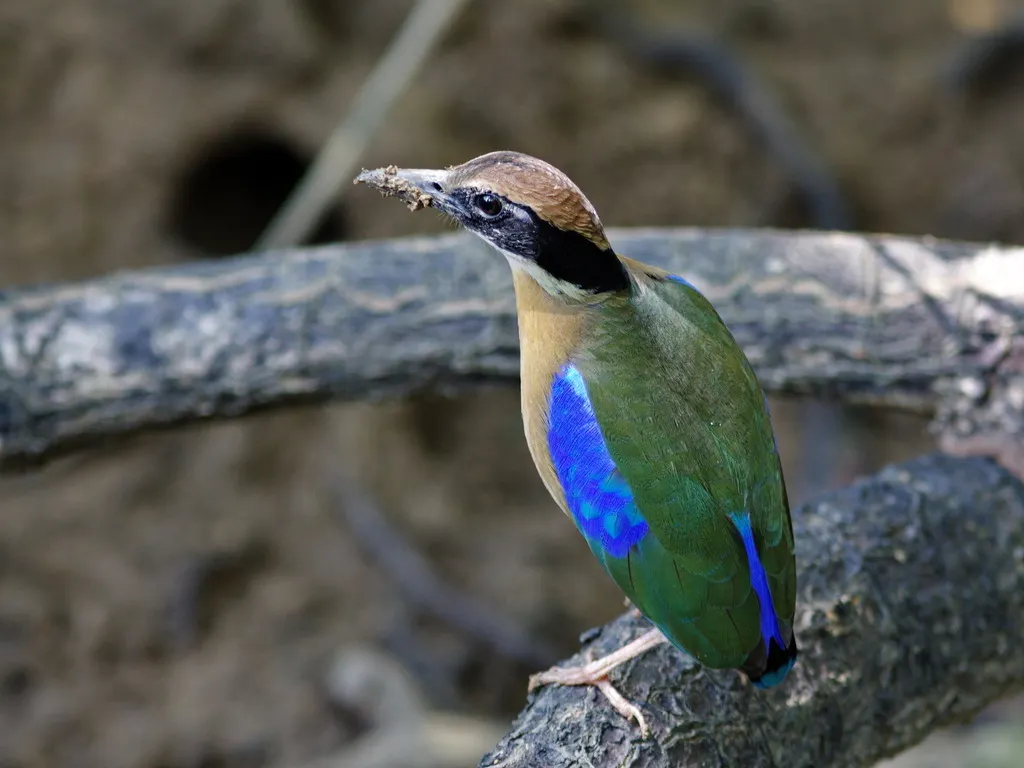 红树八色鸫(Pitta megarhyncha)