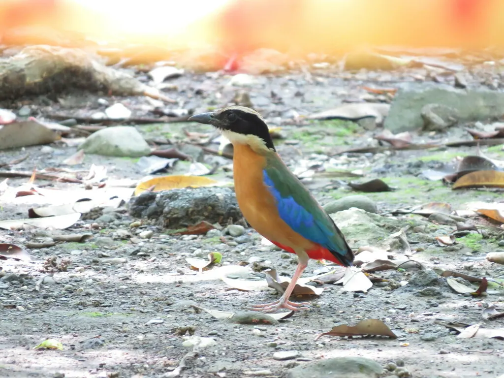 蓝翅八色鸫(Pitta moluccensis)