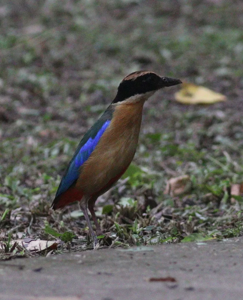 蓝翅八色鸫(Pitta moluccensis)