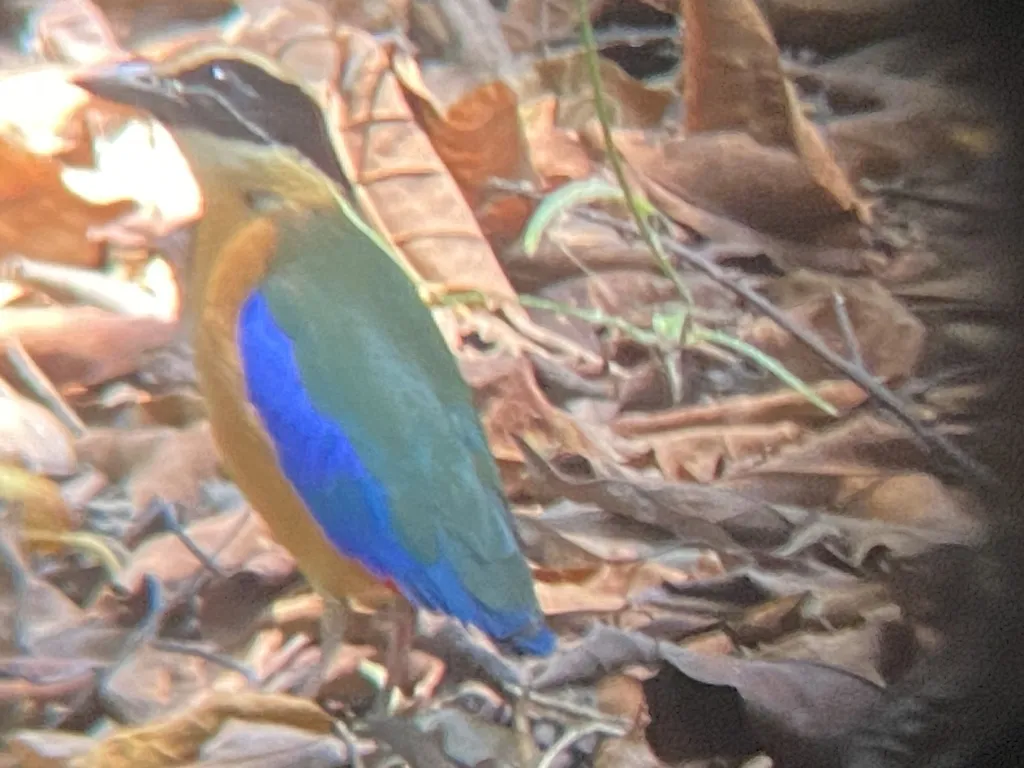 蓝翅八色鸫(Pitta moluccensis)