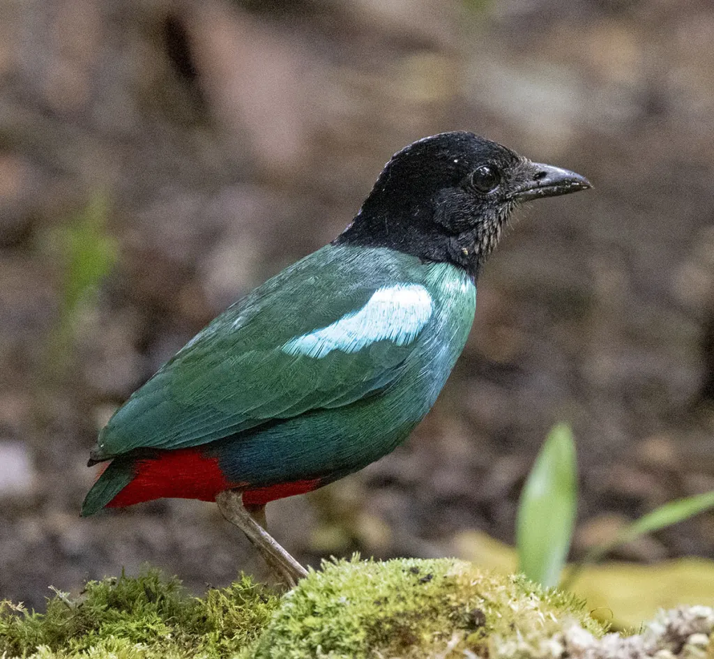 东绿胸八色鸫(Pitta novaeguineae)