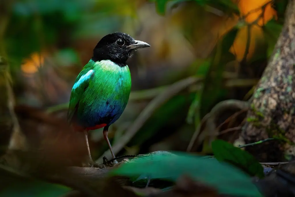 东绿胸八色鸫(Pitta novaeguineae)