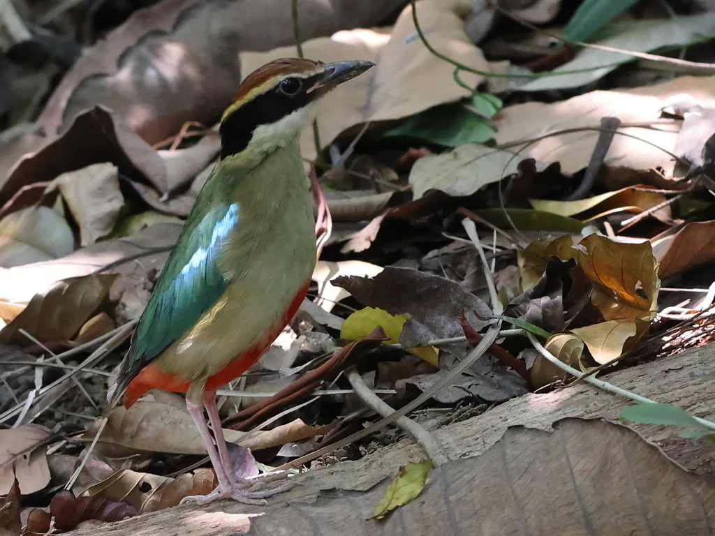 仙八色鸫(Pitta nympha)