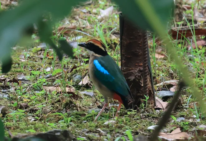 仙八色鸫(Pitta nympha)