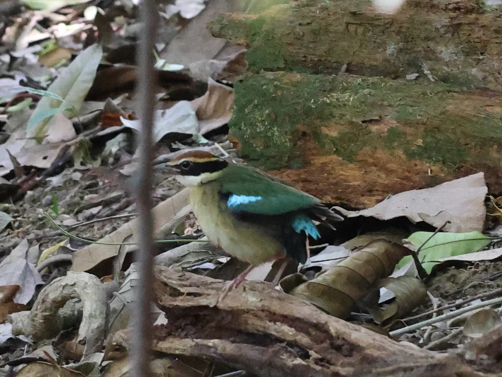 仙八色鸫(Pitta nympha)