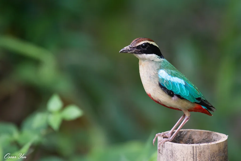 仙八色鸫(Pitta nympha)