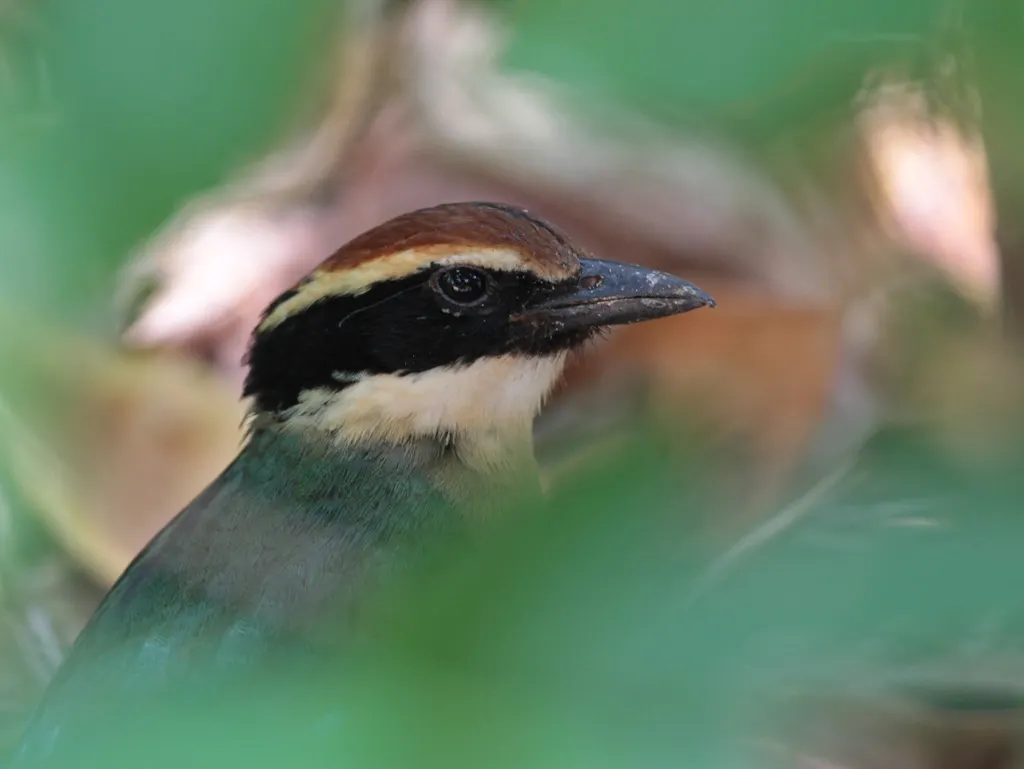 仙八色鸫(Pitta nympha)