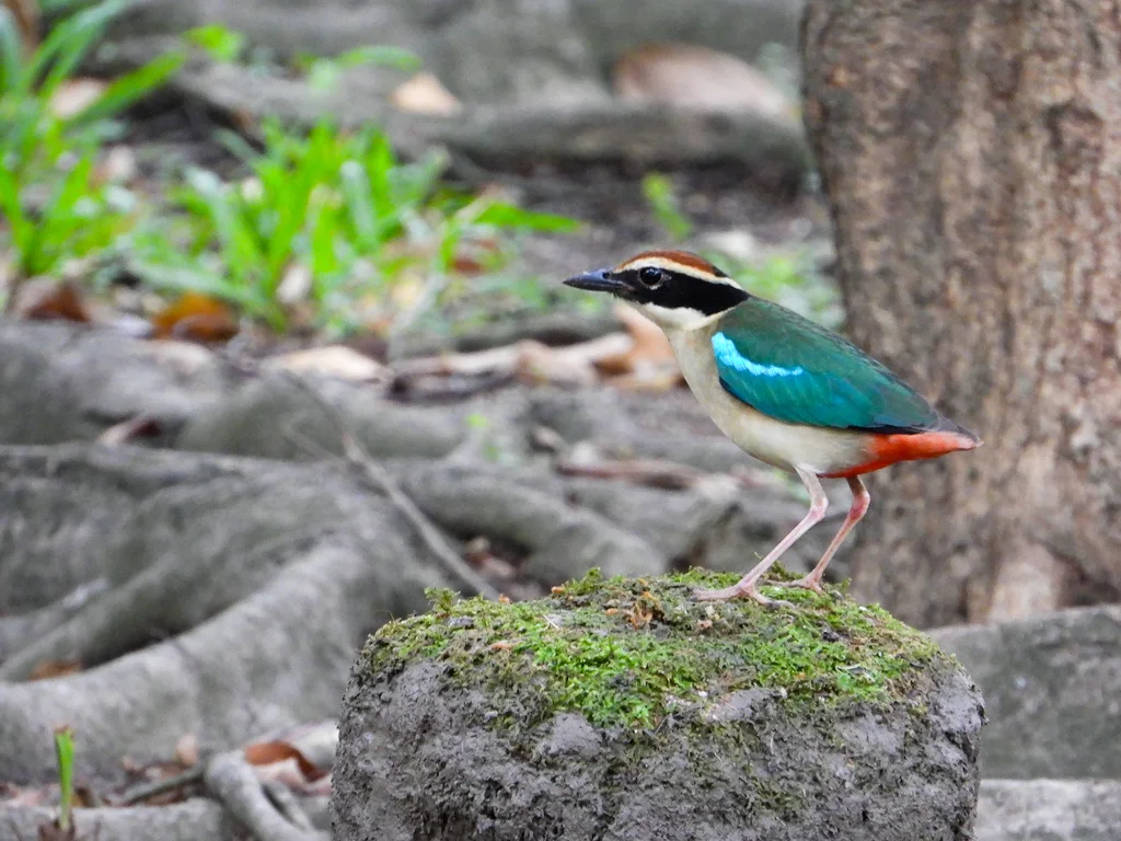 仙八色鸫(Pitta nympha)