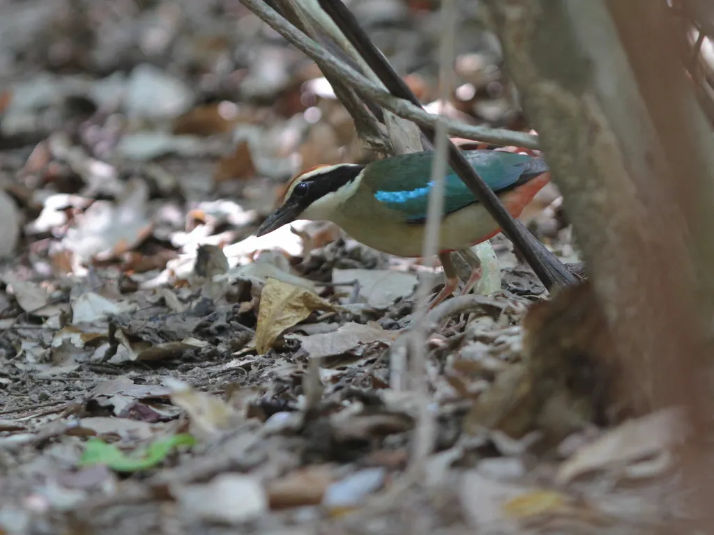 仙八色鸫(Pitta nympha)