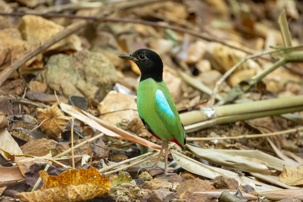 绿胸八色鸫(Pitta sordida)