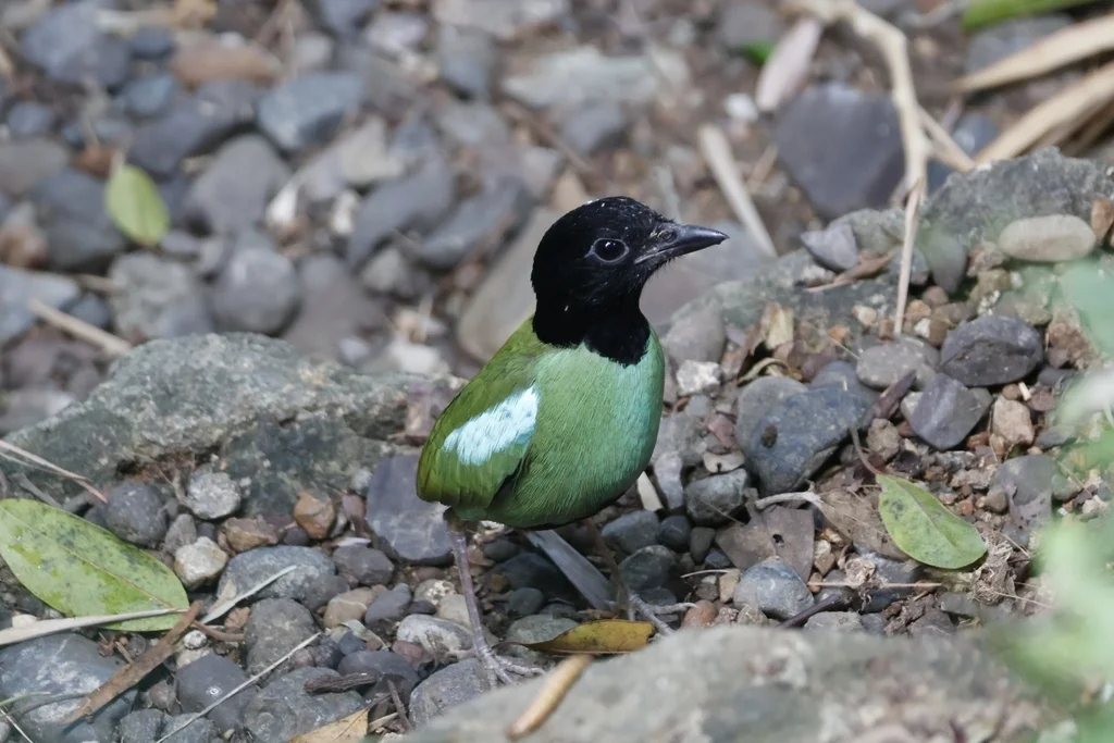 绿胸八色鸫(Pitta sordida)