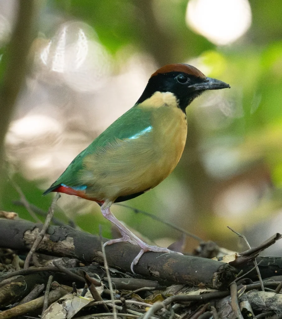 噪八色鸫(Pitta versicolor)