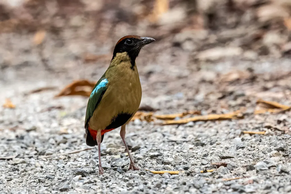 噪八色鸫(Pitta versicolor)
