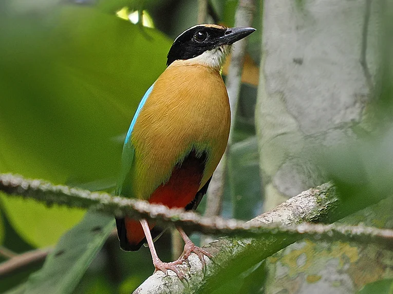 斑达八色鸫(Pitta vigorsii)