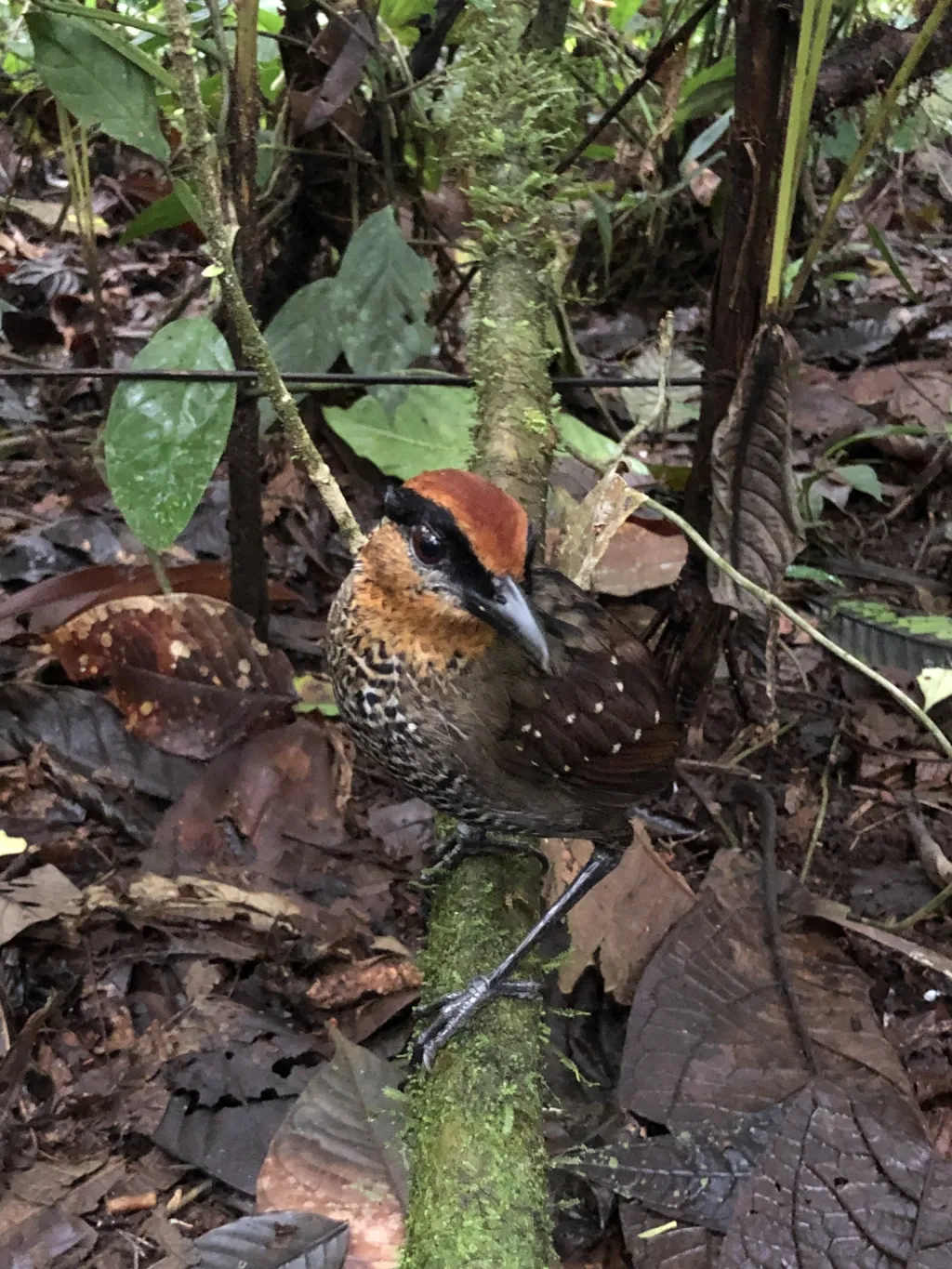棕冠蚁鸫(Pittasoma rufopileatum)