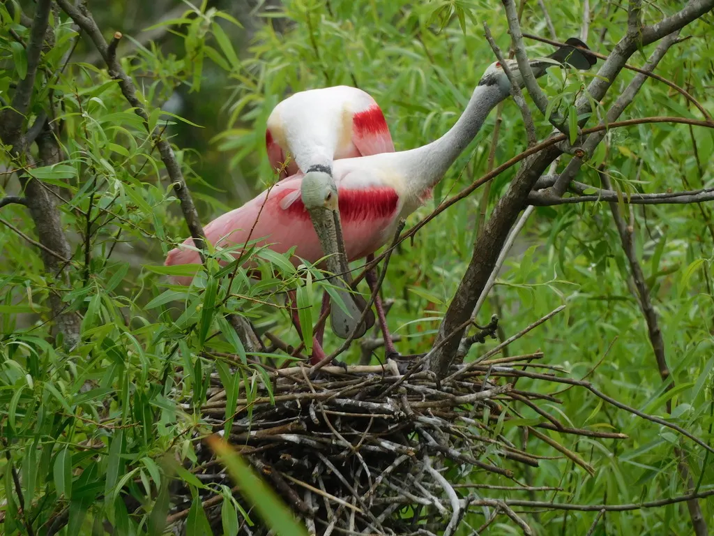 粉红琵鹭(Platalea ajaja)