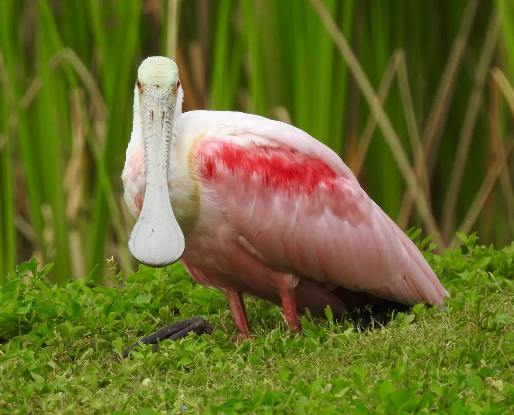 粉红琵鹭(Platalea ajaja)