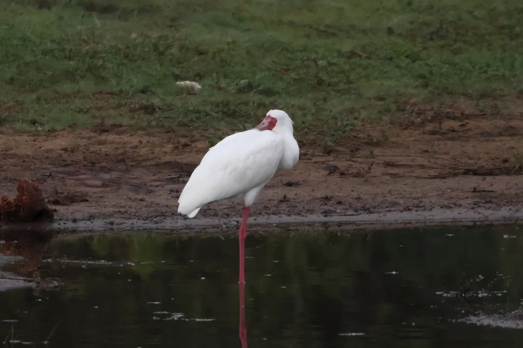 非洲琵鹭(Platalea alba)