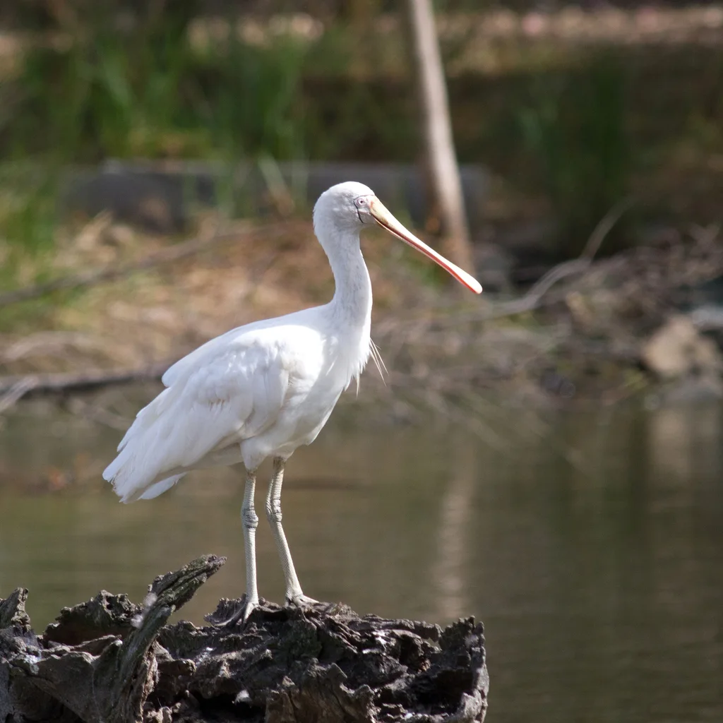 黄嘴琵鹭(Platalea flavipes)