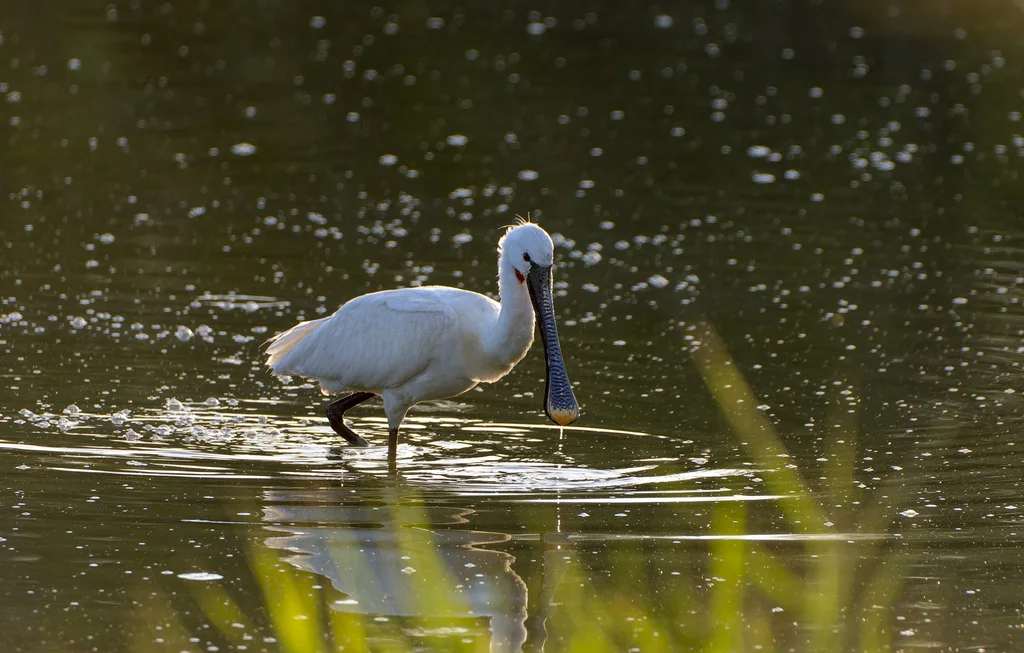 白琵鹭(Platalea leucorodia)