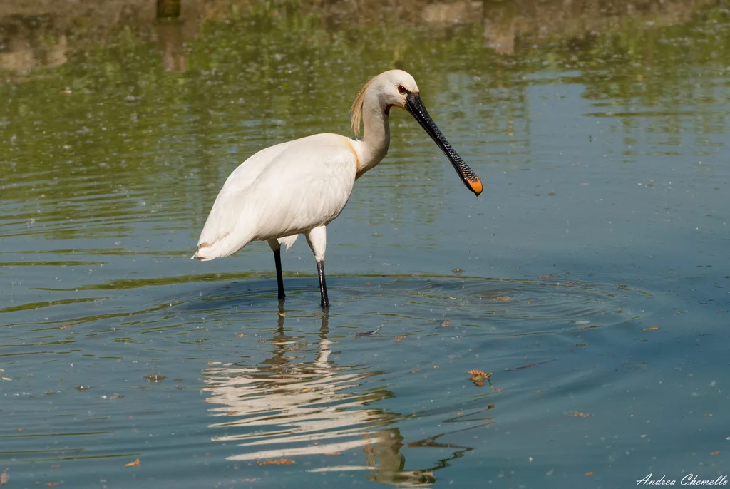 白琵鹭(Platalea leucorodia)