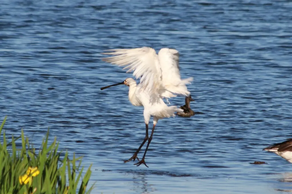 白琵鹭(Platalea leucorodia)